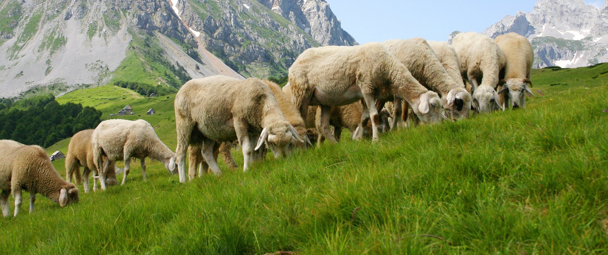 Hochwertiges Lamm und Schaf aus Neuseeland